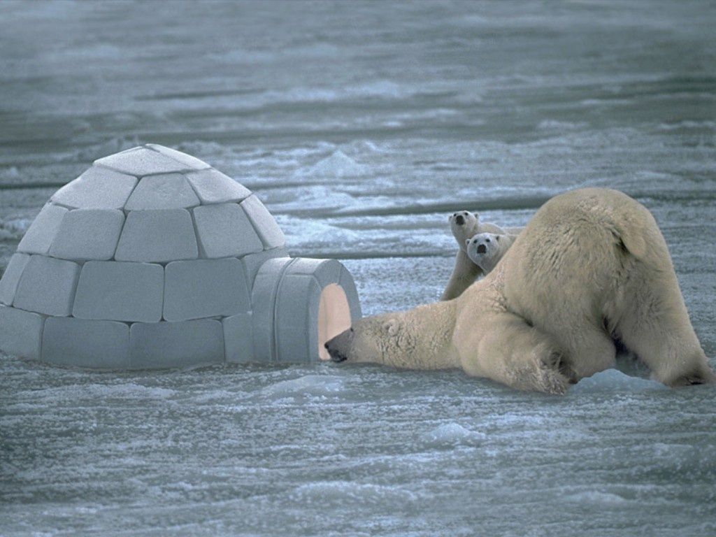  photo Oso-mirando-por-un-iglu_zpsryyjpi7a.jpg