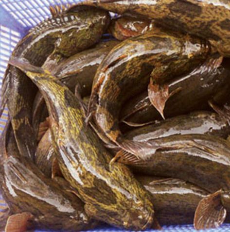 Cung Cấp Các Loại Hải Sản Sỉ & Lẻ Giá Cực Tốt - 11