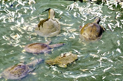 Cung Cấp Các Loại Hải Sản Sỉ & Lẻ Giá Cực Tốt - 26