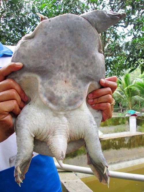 Cung Cấp Các Loại Hải Sản Sỉ & Lẻ Giá Cực Tốt - 27