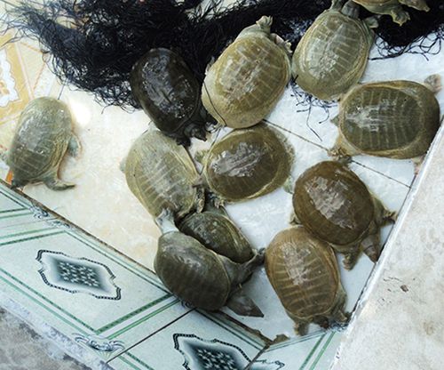 Cung Cấp Các Loại Hải Sản Sỉ & Lẻ Giá Cực Tốt - 25