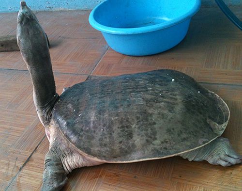 Cung Cấp Các Loại Hải Sản Sỉ & Lẻ Giá Cực Tốt - 24