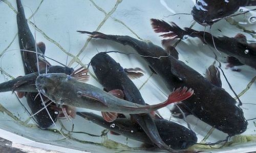 Cung Cấp Các Loại Hải Sản Sỉ & Lẻ Giá Cực Tốt - 22