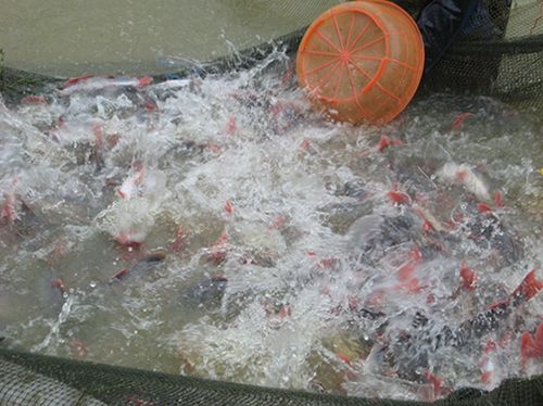 Cung Cấp Các Loại Hải Sản Sỉ & Lẻ Giá Cực Tốt - 23