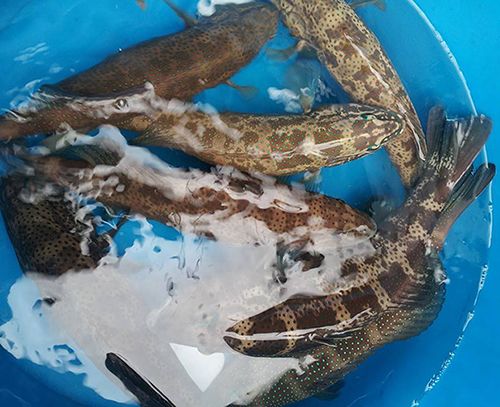 Cung Cấp Các Loại Hải Sản Sỉ & Lẻ Giá Cực Tốt - 14