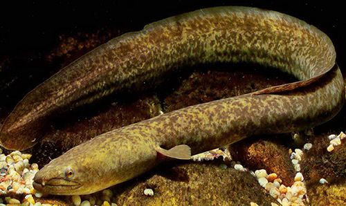 Cung Cấp Các Loại Hải Sản Sỉ & Lẻ Giá Cực Tốt - 17