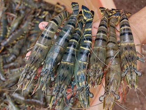 Cung Cấp Các Loại Hải Sản Sỉ & Lẻ Giá Cực Tốt - 2