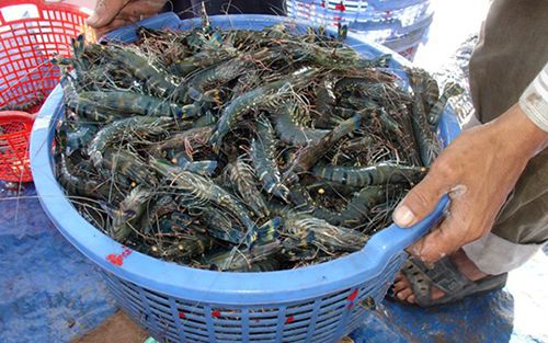 Cung Cấp Các Loại Hải Sản Sỉ & Lẻ Giá Cực Tốt - 1