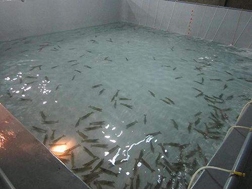 Cung Cấp Các Loại Hải Sản Sỉ & Lẻ Giá Cực Tốt - 3