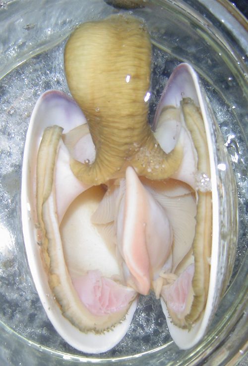 Cung Cấp Các Loại Hải Sản Sỉ & Lẻ Giá Cực Tốt - 33