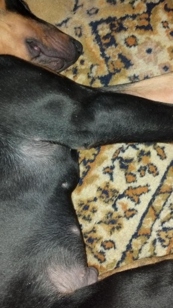 Pronounced rib cage? Doberman Forum Doberman Breed Dog Forums