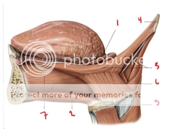 Tongue muscles Quiz - By sulliboiboi diagram of tongue muscles 